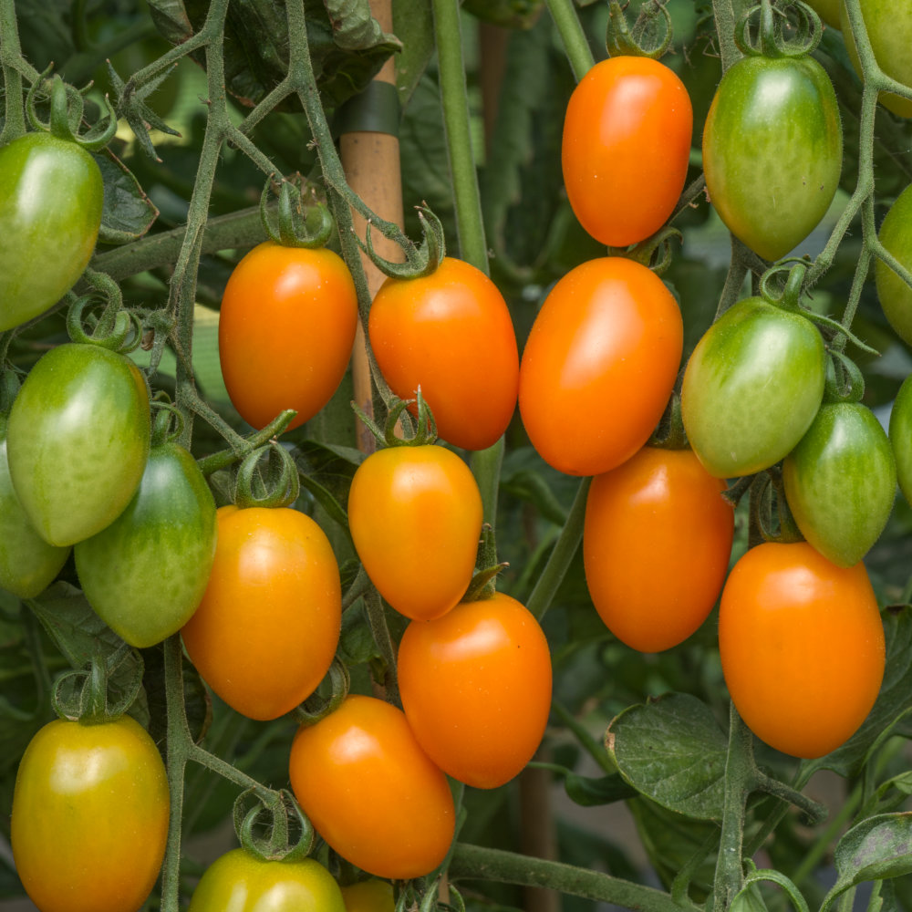 Tomato Orange Beauty